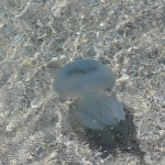 Море и медузы в Железном Порту